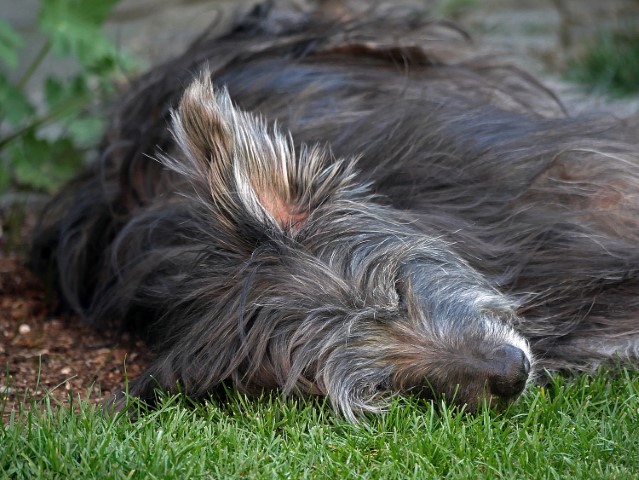 Schlafender Hund: Müde getobt oder Schilddrüsenunterfunktion mit einem reduzierten Stoffwechsel?