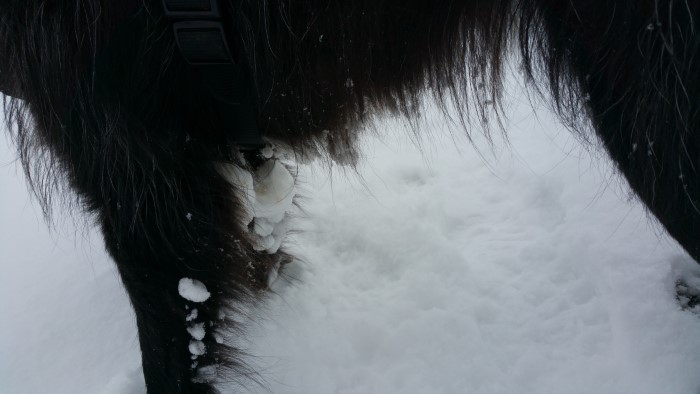 Hund mit Schneeklumpen im Fell Bei niedrigen Temperaturen bilden sich Eis- und Schneeklumpen im Fell