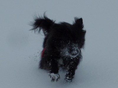 Hund mit vereisten Pfoten: Bei niedrigen Temperaturen bilden sich Eis- und Schneeklumpen an den Pfoten