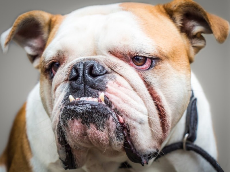 Bulldogge: Vorbiss, entzündete Augen, faltiges Gesicht, kurzschnäuzig. Qualzuchten führen bei den betroffenen Tieren zu Schmerzen und Einschränkungen. Dennoch nehmen die Besitzer die Qualen zugunsten der Extravaganz hin.