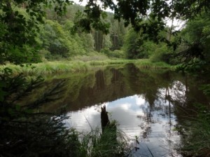 Teich mit Totholz und umgebendem Wald. Biotope beherbergen typische Arten, die teilweise nur dort vorkommen. Neben den lebenden Tieren und Pflanzen sind auch Kadaver und abgestorbene Pflanzen Bestandteile eines Biotops.