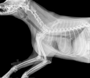 Röntgenbild Hund: Die Kommunikation zwischen Mensch und Tier ist eingeschränkt. Bei der Diagnose können Röntgenbilder durch einen Blick "ins Tier" helfen.