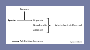 Grafik Tyrosin ist die Basis für zahlreiche Hormone (Dopamin, Noradrenalin, Adrenalin, Schilddrüsenhormone) und das Hautpigment Melanin.