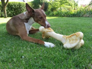 Bild: kleiner Hund, der einen große Knochen abnagt. Ob Knochenfütterung die Zahngesundheit fördert, ist umstritten. Knochenabnagen kann Belege entfernen, Knochen kauen kann zu Zahnbrüchen führen.